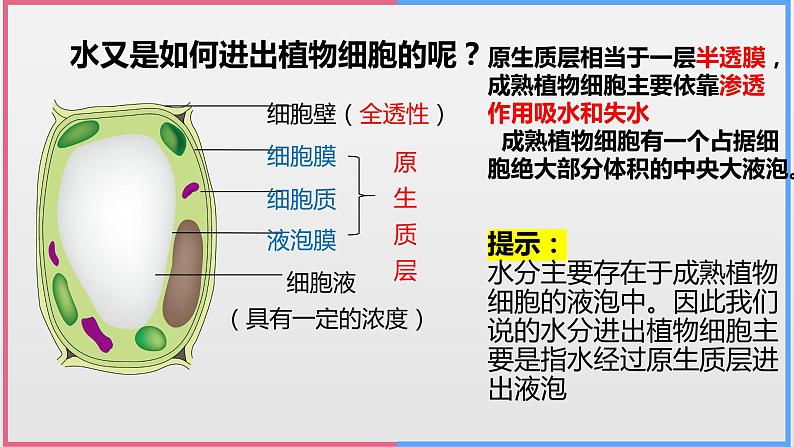 04细胞的物质输入和输出高中生物必修一章末复习课件第5页