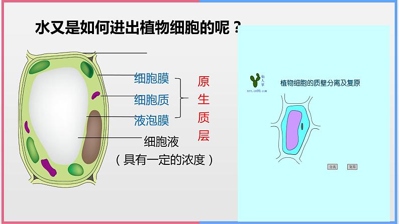 04细胞的物质输入和输出高中生物必修一章末复习课件第6页