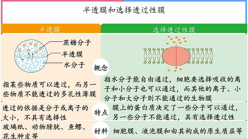 04细胞的物质输入和输出高中生物必修一章末复习课件第8页