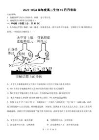 2023省鹤岗一中高二上学期10月月考生物试题扫描版含答案