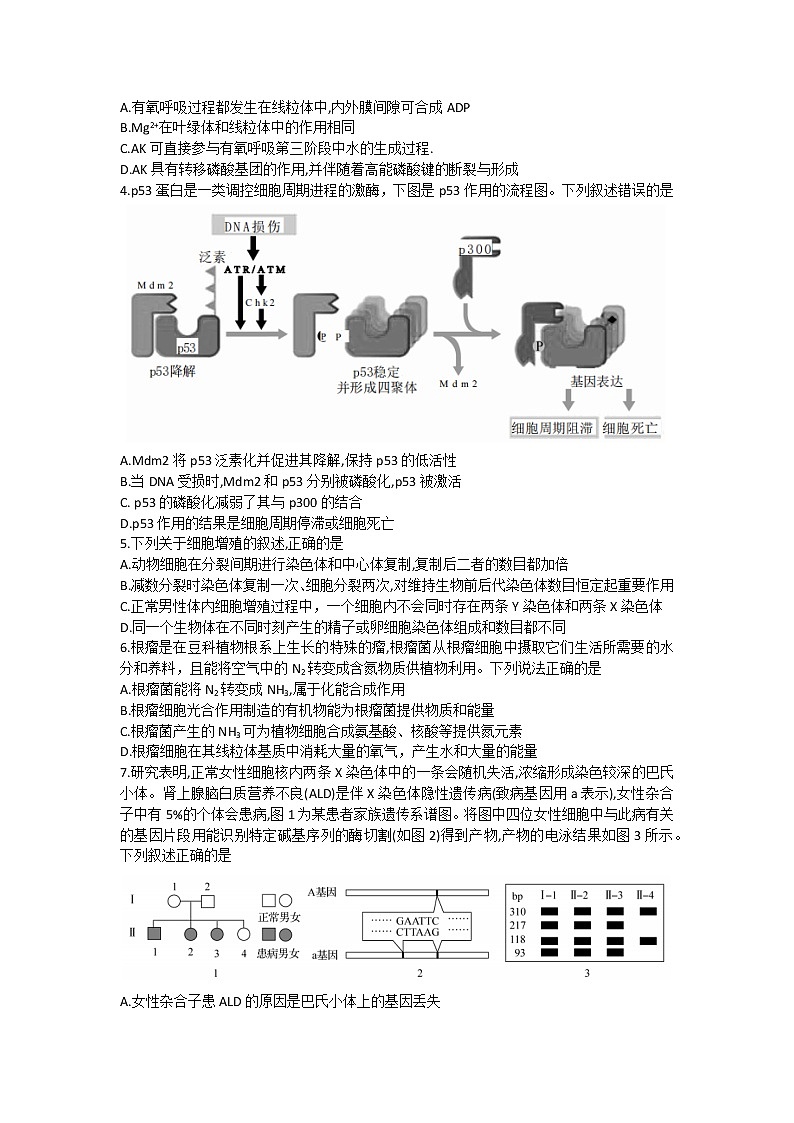 甘肃省张掖市某重点校2022-2023学年高三上学期期中检测生物试题第2页