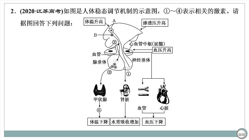 【最新版】22届高考生物二轮专题复习之大题考法  高考命题三  人和动物生命活动的调节【同步课件】第4页