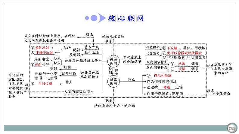 【最新版】22届高考生物二轮专题复习之专题八  神经调节和体液调节【同步课件】第4页