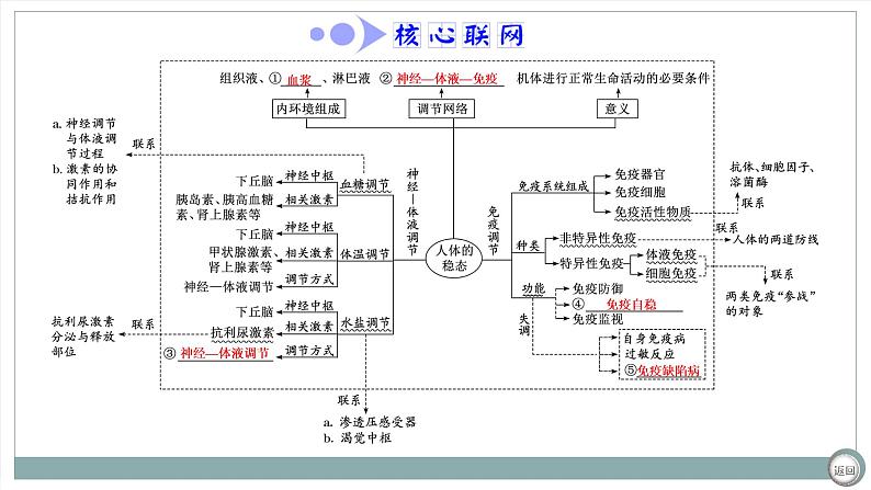 【最新版】22届高考生物二轮专题复习之专题七  内环境稳态与免疫【同步课件】第4页