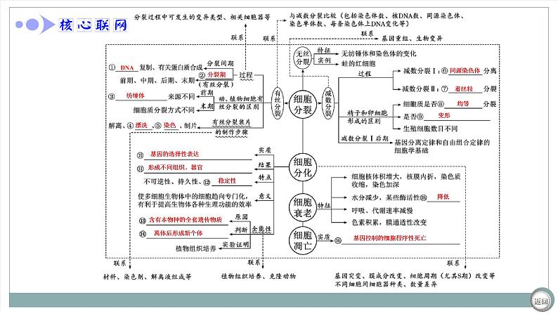 【最新版】22届高考生物二轮专题复习之专题三  细胞的生命历程【同步课件】第4页