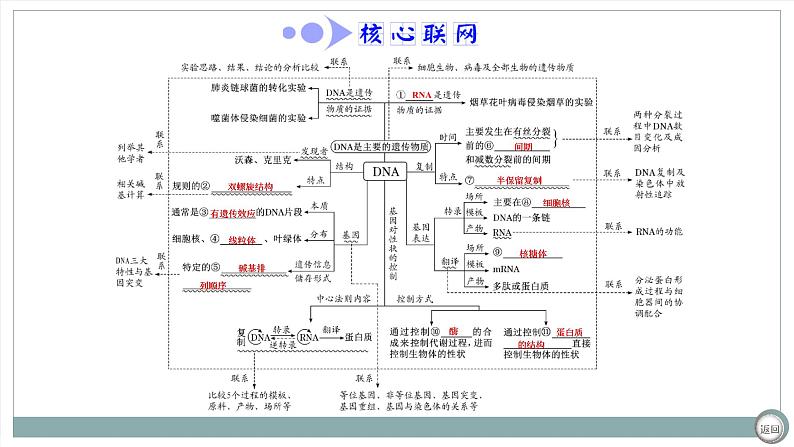 【最新版】22届高考生物二轮专题复习之专题四  基因的本质与表达【同步课件】第4页