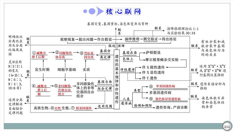 【最新版】22届高考生物二轮专题复习之专题五  遗传规律与伴性遗传【同步课件】第4页