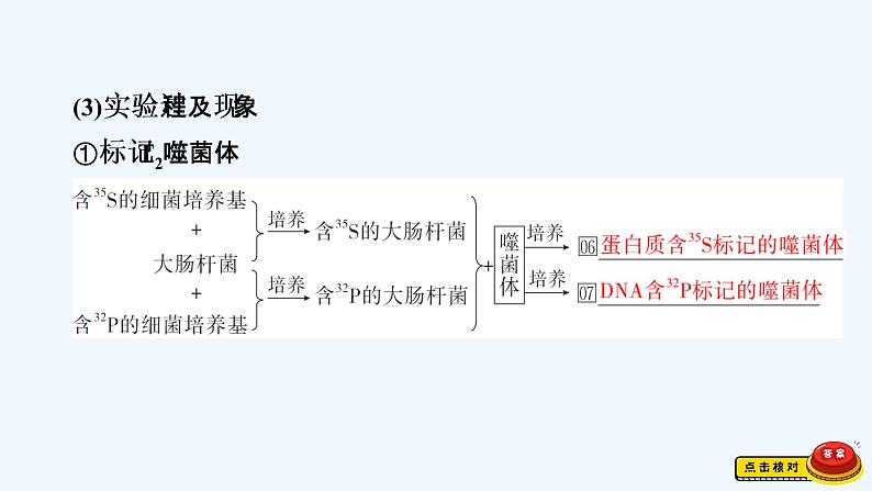 【最新版】23届生物新高考二轮专题总结+练习之专题4　遗传的分子基础【同步课件】第4页