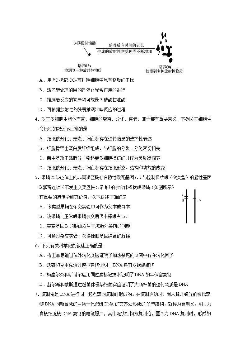 江苏省南通市海安高级中学2022-2023学年高三生物上学期第二次月考试题（Word版附答案）02