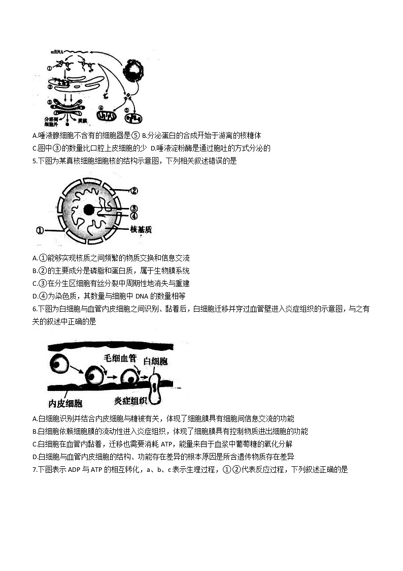 重庆市巴蜀中学2022-2023学年高二上学期第一次月考生物试题(含答案)第2页