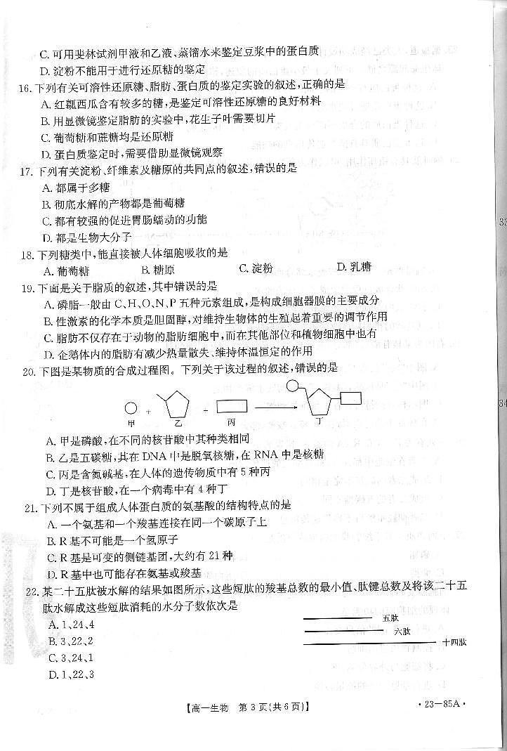 2023广东省高一上学期10月联考生物试题PDF版含答案02