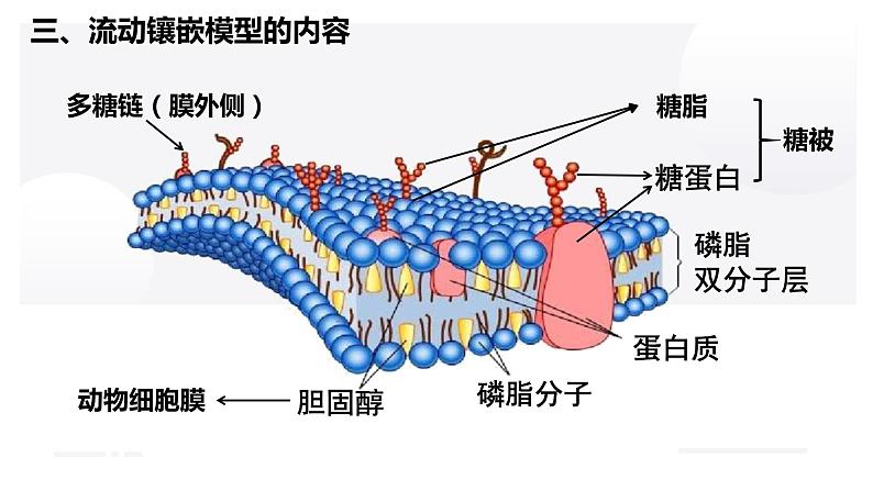 第3章 细胞的基本结构（复习课件）-2022-2023学年高一生物上学期期中期末考点大串讲08