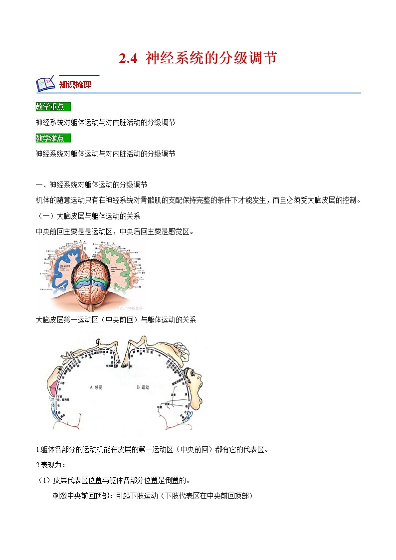 【培优分级练】高中生物(人教版2019)选择性必修第一册 2.4《神经系统的分级调节》同步分级练（解析版）第1页
