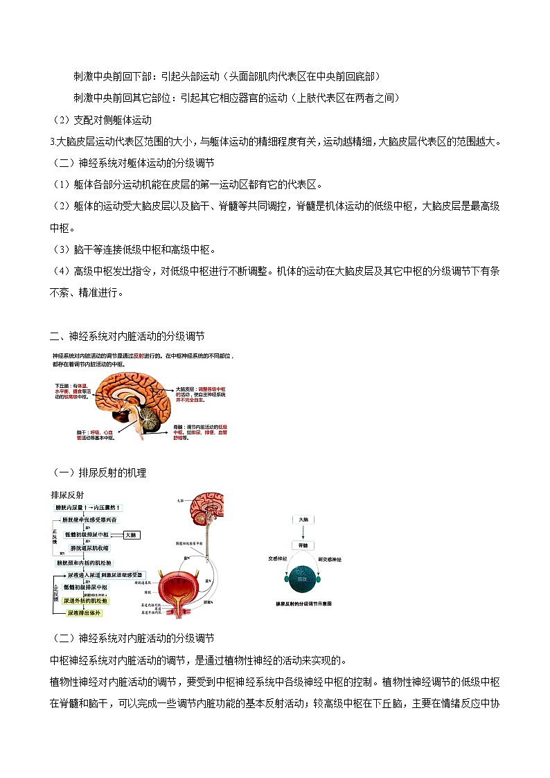 【培优分级练】高中生物(人教版2019)选择性必修第一册 2.4《神经系统的分级调节》同步分级练（解析版）第2页