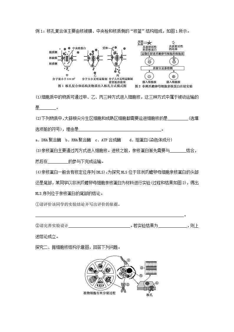 高三一轮复习生物 细胞核的结构与功能 学案第3页