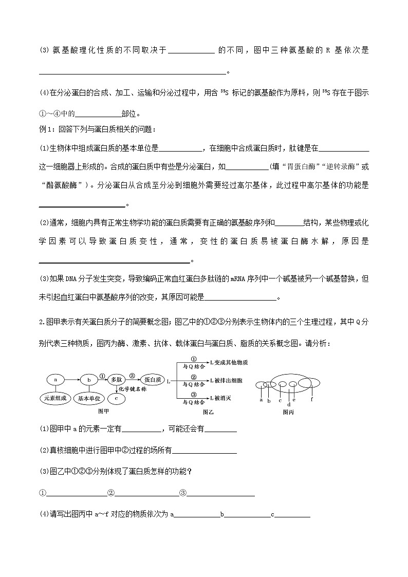2022届高三一轮复习生物：第4讲生命活动的主要承担者——蛋白质预学案第2页