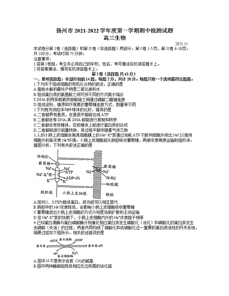 2022扬州高三上学期期中考试生物试题含答案第1页