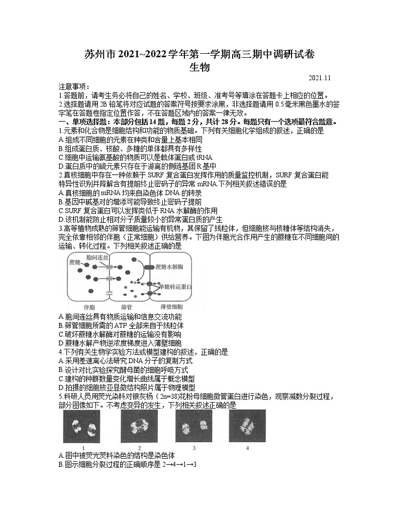2022苏州高三上学期期中调研生物试题含答案01