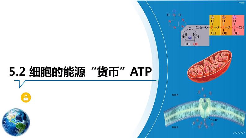 5.2 细胞的能源“货币”ATP   课件  2022——2023学年高一上学期生物人教版必修1第2页