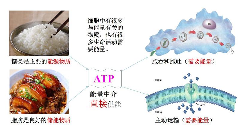 5.2 细胞的能源“货币”ATP   课件  2022——2023学年高一上学期生物人教版必修1第5页