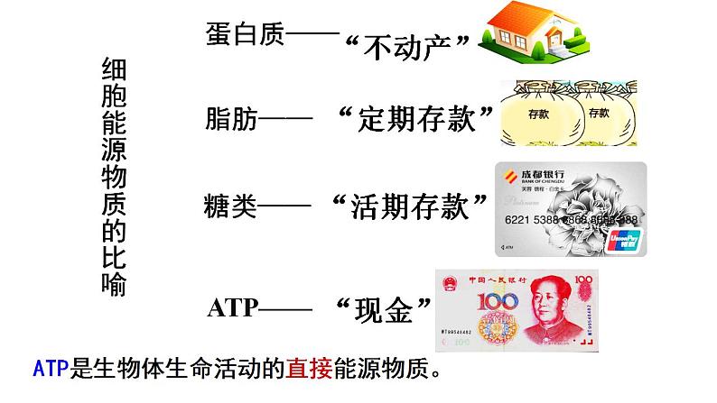 5.2 细胞的能源“货币”ATP   课件  2022——2023学年高一上学期生物人教版必修1第6页