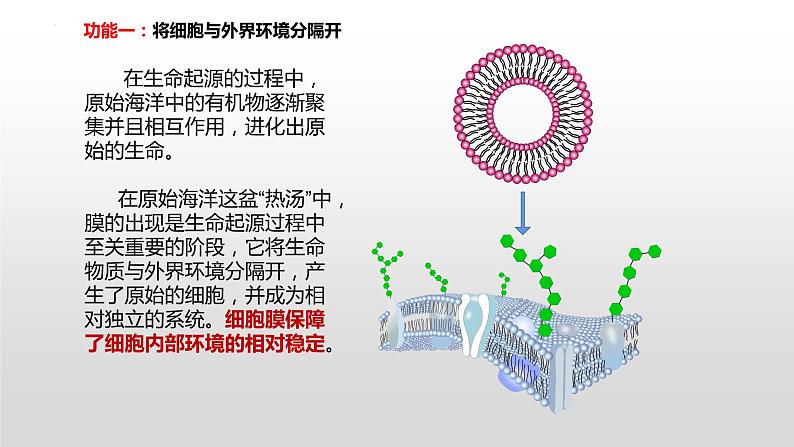 2021届高三生物一轮复习课件：细胞膜的结构和功能04