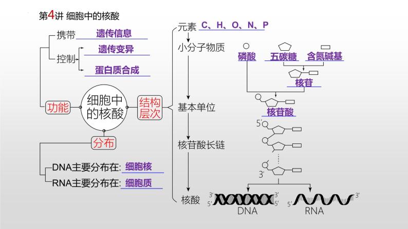 2021届高三生物一轮复习课件：细胞中的核酸、糖类和脂质02