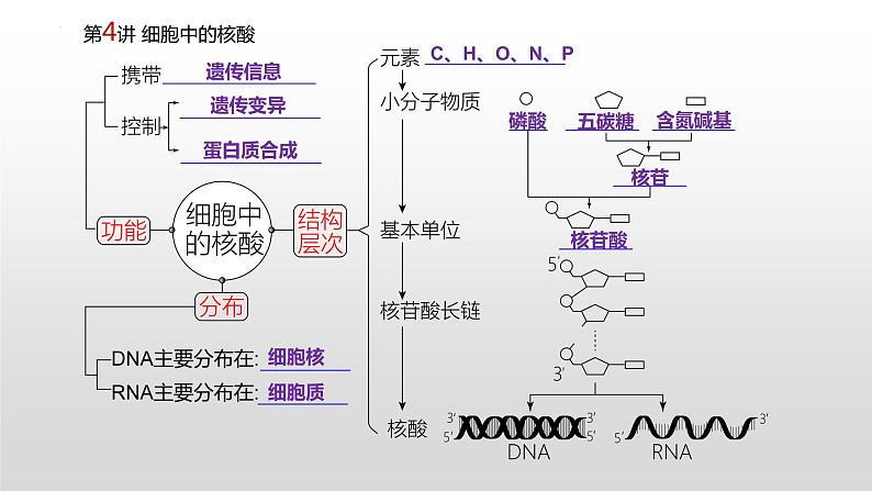 2021届高三生物一轮复习课件：细胞中的核酸、糖类和脂质第2页