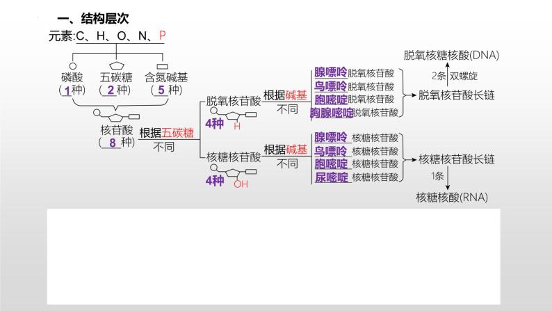 2021届高三生物一轮复习课件：细胞中的核酸、糖类和脂质03