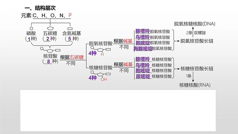 2021届高三生物一轮复习课件：细胞中的核酸、糖类和脂质第3页