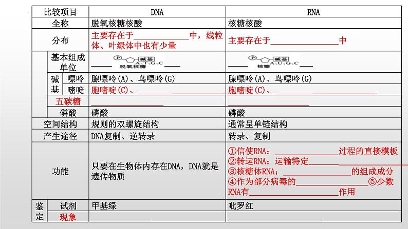 2021届高三生物一轮复习课件：细胞中的核酸、糖类和脂质第4页