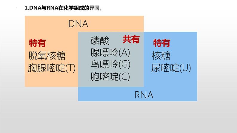 2021届高三生物一轮复习课件：细胞中的核酸、糖类和脂质第5页