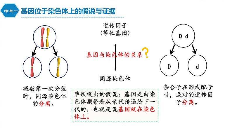 2022届高三生物一轮复习课件：伴性遗传与人类遗传病第4页