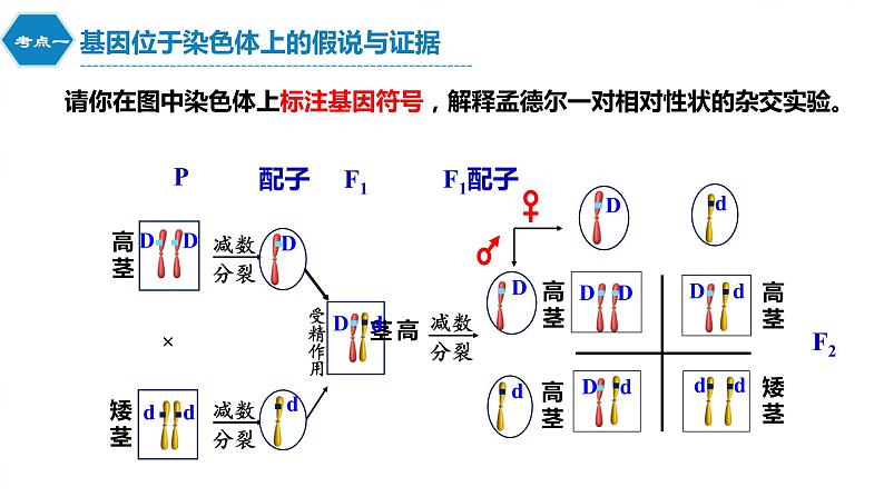 2022届高三生物一轮复习课件：伴性遗传与人类遗传病第7页