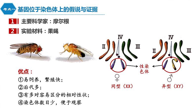 2022届高三生物一轮复习课件：伴性遗传与人类遗传病第8页