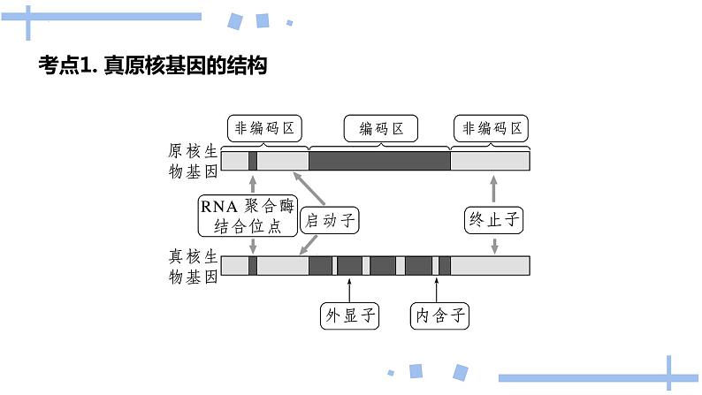 2022届高三生物一轮复习课件：基因指导蛋白质的合成第4页