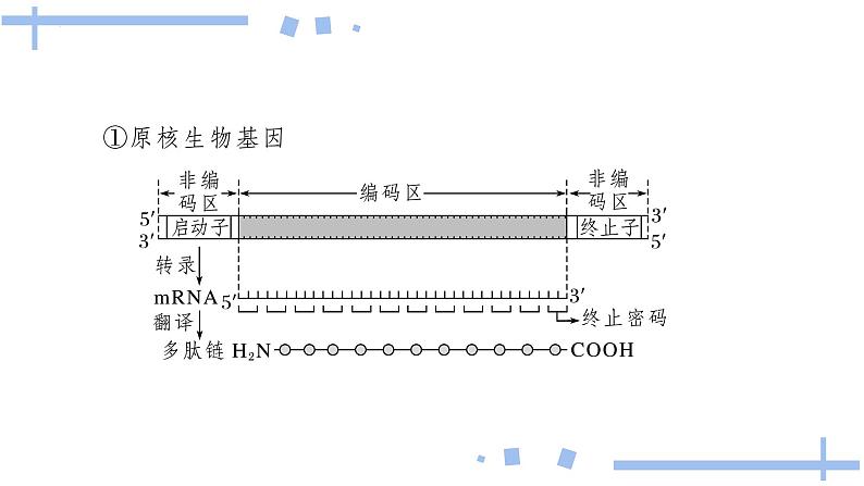 2022届高三生物一轮复习课件：基因指导蛋白质的合成第5页