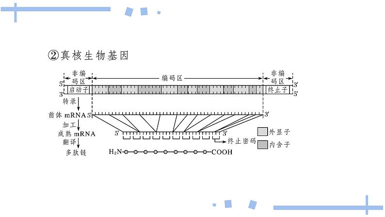 2022届高三生物一轮复习课件：基因指导蛋白质的合成第6页