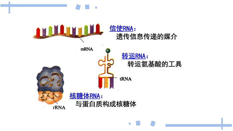 2022届高三生物一轮复习课件：基因指导蛋白质的合成第8页