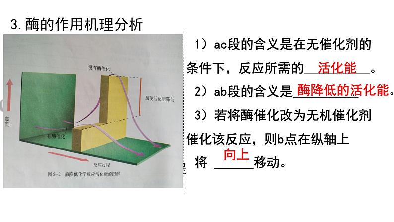 2022届高三生物一轮复习课件：降低化学反应活化能的酶第7页