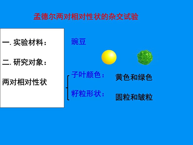 2022届高三生物一轮复习课件：孟德尔的豌豆杂交实验(二)第3页