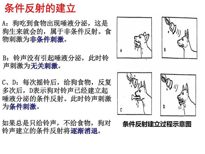 2022届高三生物一轮复习课件：神经调节第5页