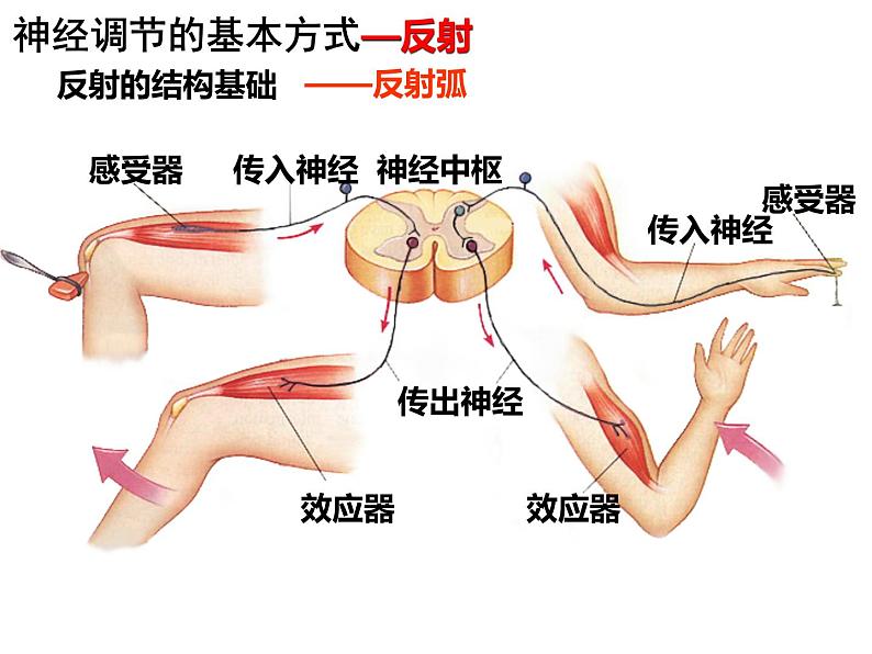 2022届高三生物一轮复习课件：神经调节第6页