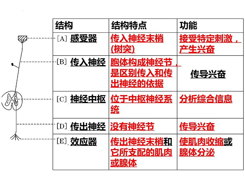 2022届高三生物一轮复习课件：神经调节第7页