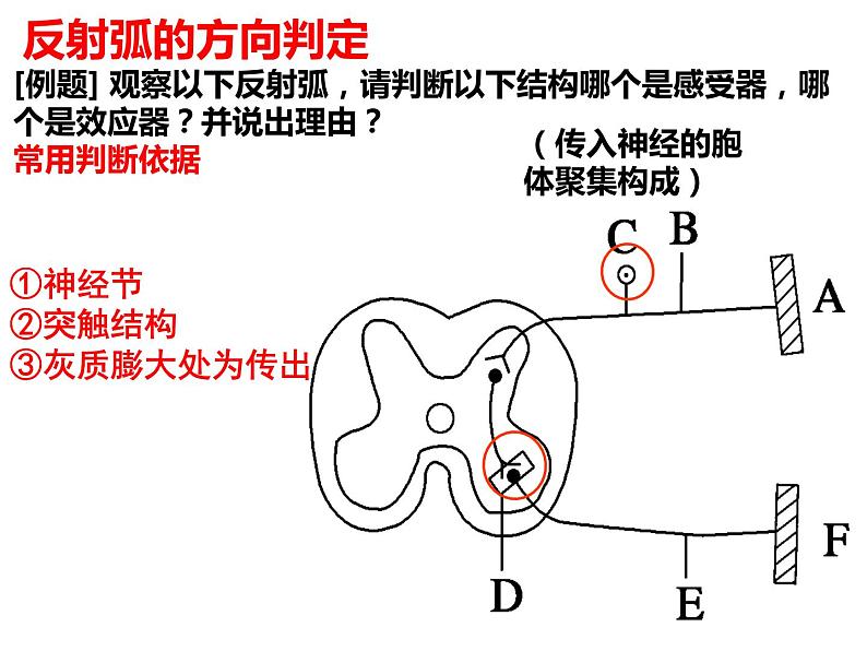 2022届高三生物一轮复习课件：神经调节第8页