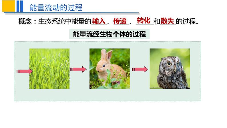 2022届高三生物一轮复习课件：生态系统的能量流动第6页