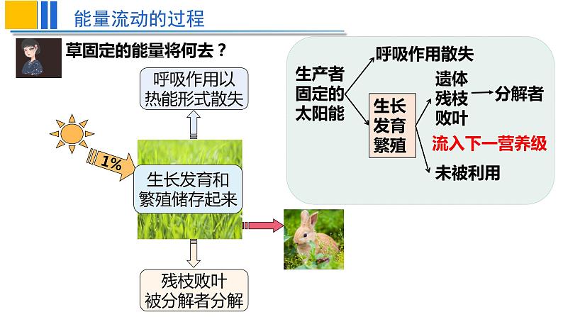 2022届高三生物一轮复习课件：生态系统的能量流动第7页