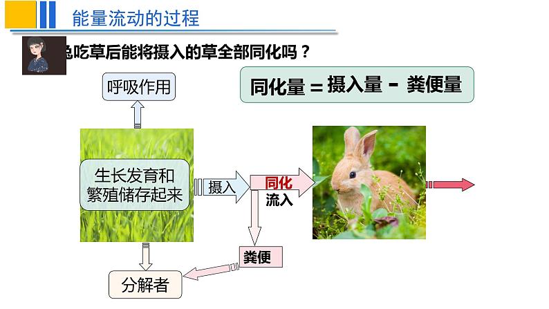 2022届高三生物一轮复习课件：生态系统的能量流动第8页