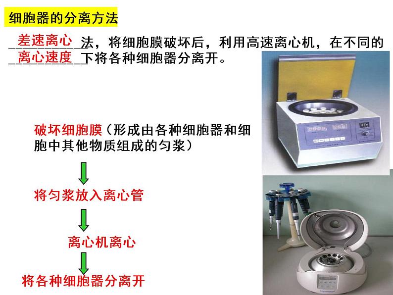 2022届高三生物一轮复习课件：细胞器——系统内的分工合作第5页