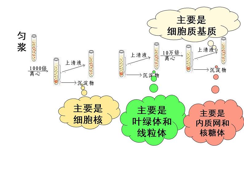 2022届高三生物一轮复习课件：细胞器——系统内的分工合作第6页